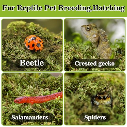 Sphagnum Moss for Reptiles (15.8 Ounces / Green)