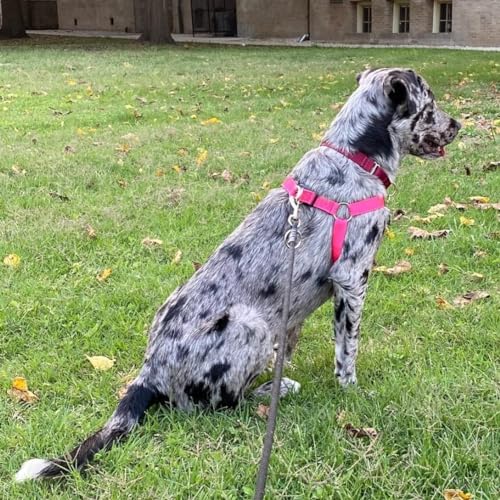 No Pull Dog Harness Medium Sized Step (DeepPink / Medium)