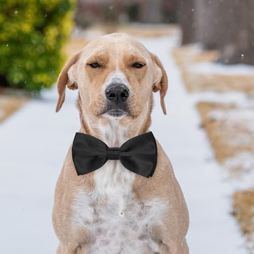 Black Dog Bow Tie (Black)