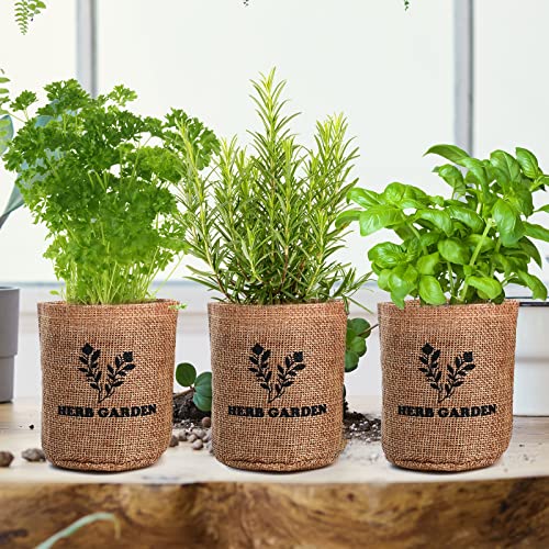 5 Herb Seeds Garden Starter Kit with Complete Planting Kit & Wooden Flower Box