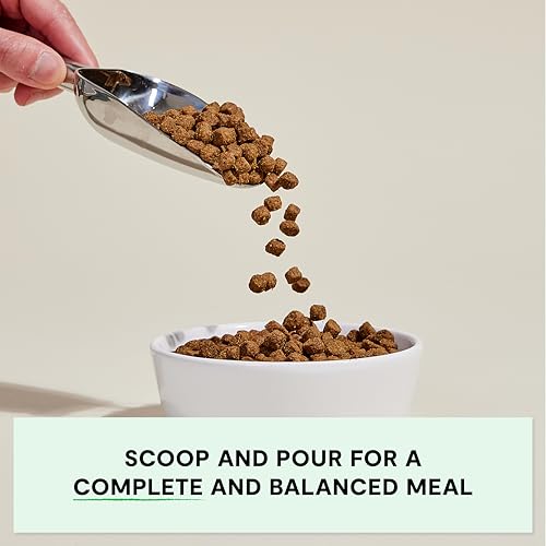 Grain Free Dry Dog Food (22 Pound (Pack of 1))