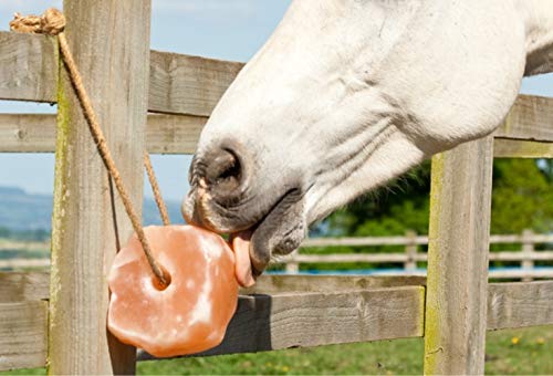Himalayan Salt Lick 6 lbs on Rope for Horse (6 Pound (Pack of 2))