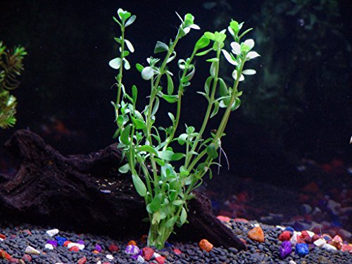 4 Species Aquarium Plants Package (5+ Gallon Aquariums)