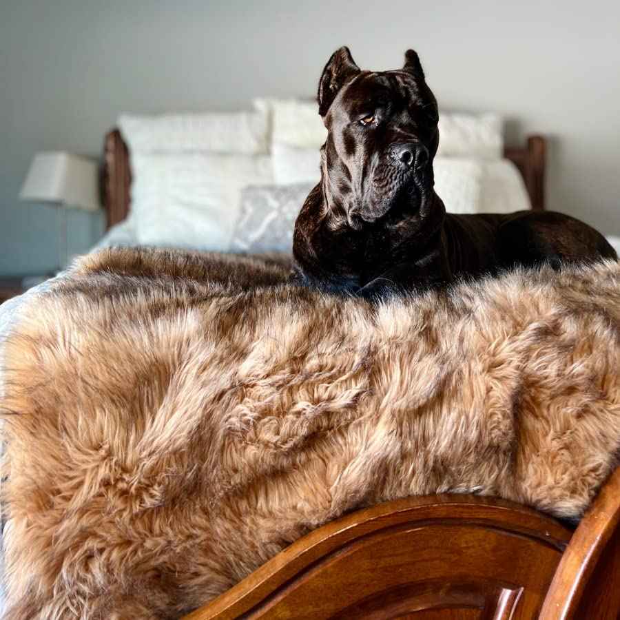 PupProtector Waterproof Throw Blanket (Sable Brown / Original (60" L x 50" W))