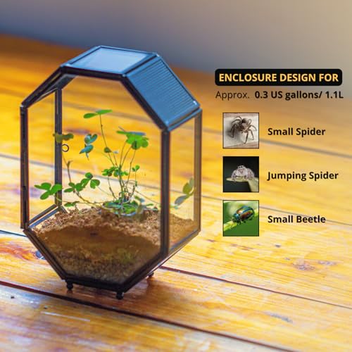 Mini Vented Glass Terrarium with Vent and Door for Jumping Spiders (5 x 2.3 x 7 inches)