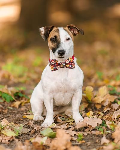 10 Pack Fall Dog Bowties for Small Dogs Sliding on Collar (S/M)