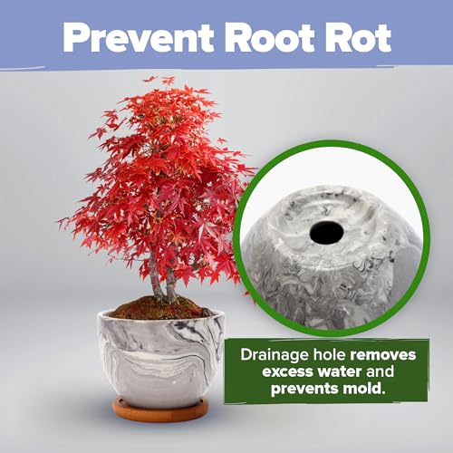Bonsai Tree Starter Kit