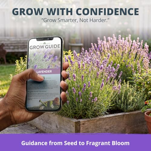 English Lavender Seeds