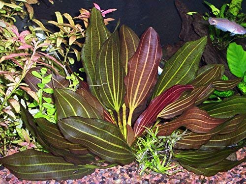 Potted Melon Sword (Green)