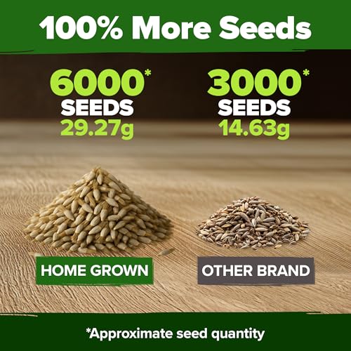 Bachelor Button Seeds
