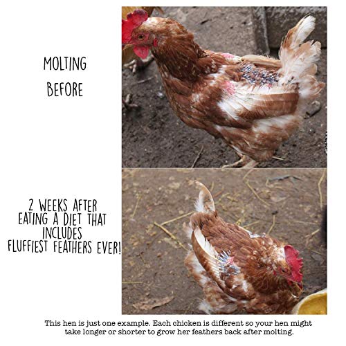 Molting Supplement for Chickens (1 Count (Pack of 1))