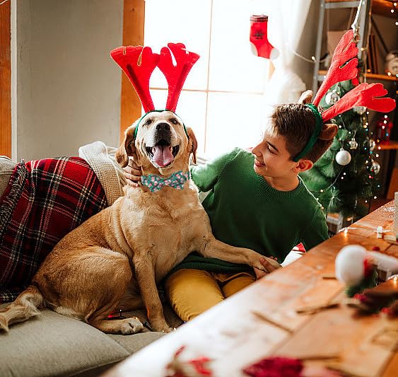 Christmas Dog Collar (Small (Pack of 1) / Red Green Grid)