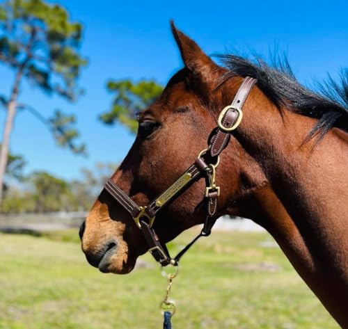Leaders Leather Halter for Horses with Customized Engraved Name Plate Option Halter for Horse (Oversize/Large Horse)
