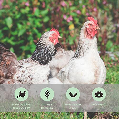 Dried Mealworms for Wild Birds and Chicken