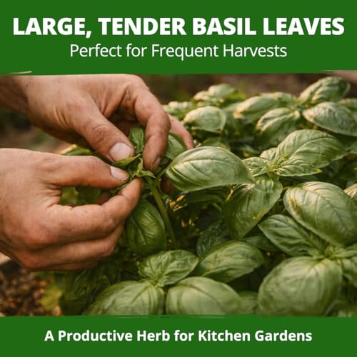 Italian Large Leaf Basil Seeds