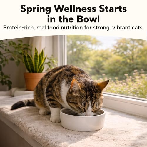 Grain Free Wet Cat Food (2.8 Ounce (Pack of 12))