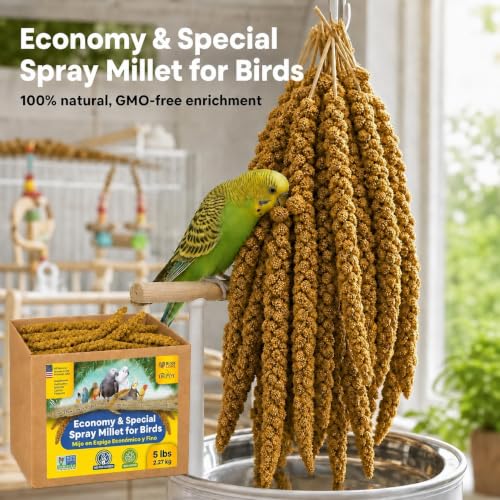 5lbs Economy & Special Spray Millet for Birds (5 Pound (Pack of 1))