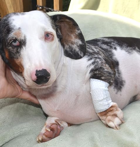Basic Leg Bandages for Dogs (Medium 20-Pack)