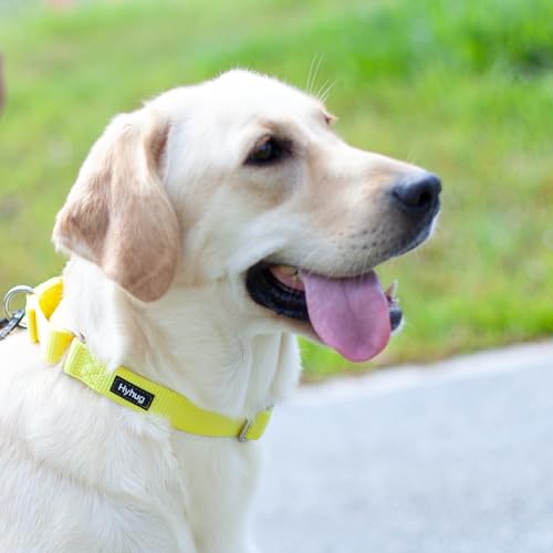 Martingale Dog Collar (Small / Luminous Yellow)