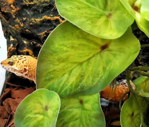 Reptile Plants for Terrarium (Arrowhead)