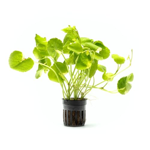 Live Aquarium Stem Plants (Pot - 1 Pack / Hydrocotyle Leucocephala Variegated)