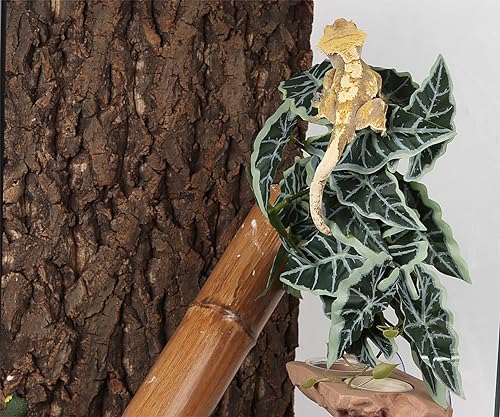 Snake Enclosure Plants (Fake Alocasia Black Velvet)