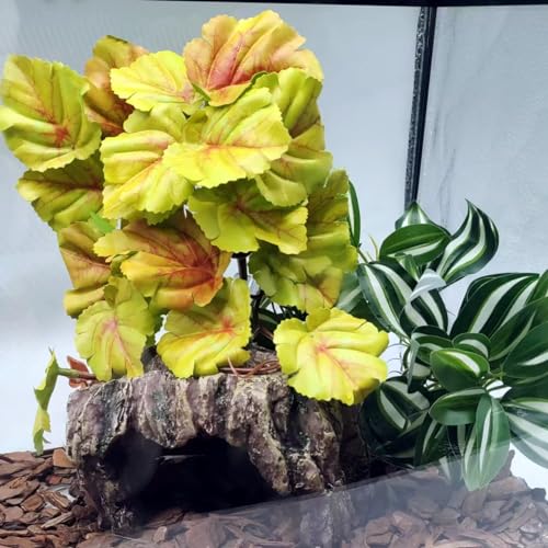 Reptile Plants for Terrarium (Heuchera Micrantha Yellow)