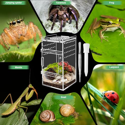 Jumping Spider Enclosure
