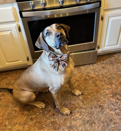 Halloween Dog Collar with Bowtie (C:O&B Grid / Small (Pack of 1))