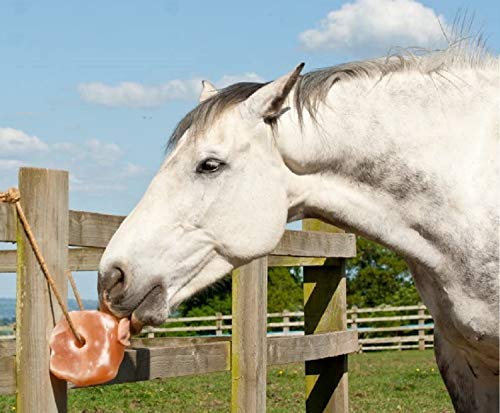 Himalayan Salt Lick 6 lbs on Rope for Horse (6 Pound (Pack of 2))