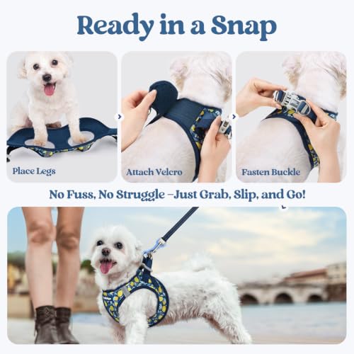 Dog Harness Small Sized and Leash Set (Navy Lemon / Xs (chest: 13.3 - 15.5"))