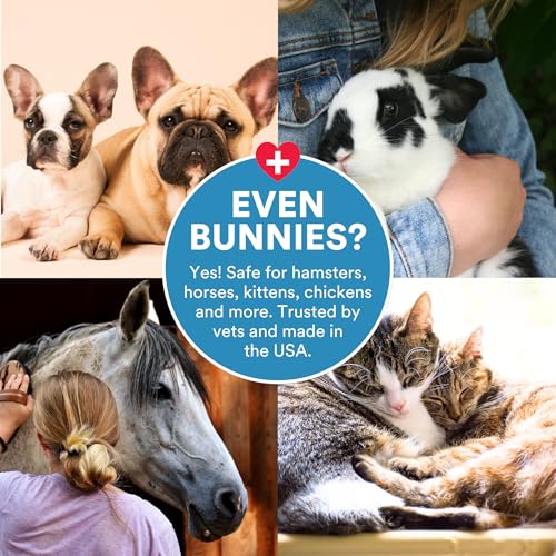 Wound Care for Pets