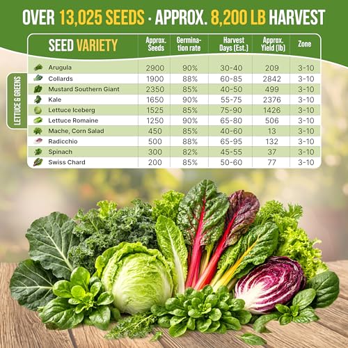 10 Lettuce & Salad Greens Seeds Variety Pack 13000+ Non