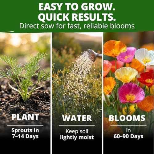 California Poppy Formula Mix 3000 Seeds Eschscholzia californica