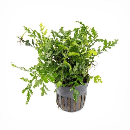 Mini Bolbitis Baby Leaf (Pot - 1 Pack / Bolbitis Mini)