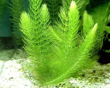 24 Plants Bundle (100+ Gallon Aquariums)