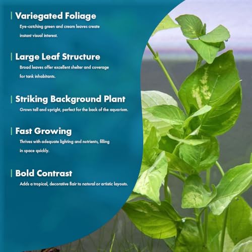 Live Plants Variegated Hygrophila (Pot - 1 Pack / Nomaphila Variegatus)
