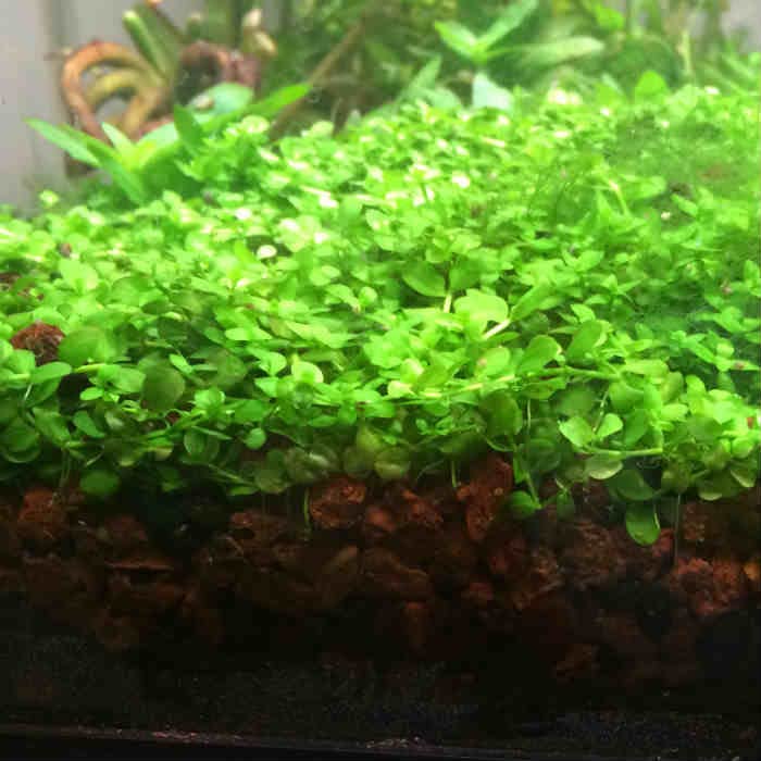 Foreground Potted Live Aquarium Plants (Potted Monte Carlo)