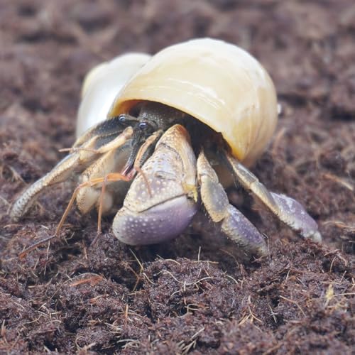 15oz Coco Coir Brick for Hermit Crab (15 oz)
