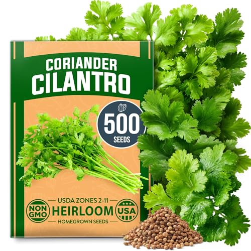 Cilantro Coriander Seeds