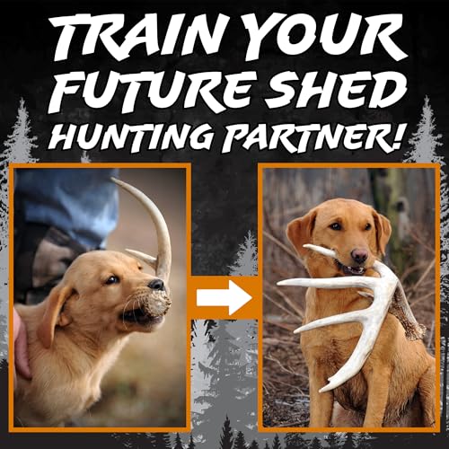 Shed Hunting Dog Training Kit