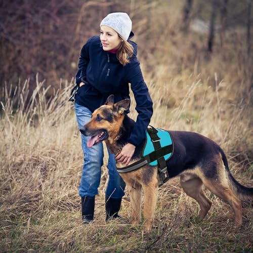 Dog Harness Reflective No (Teal / Girth 27" to 34")