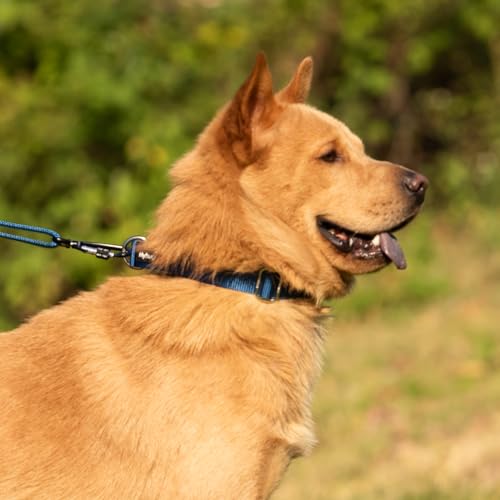 Martingale Collar for Dogs Small Blue (Small / Classic blue)
