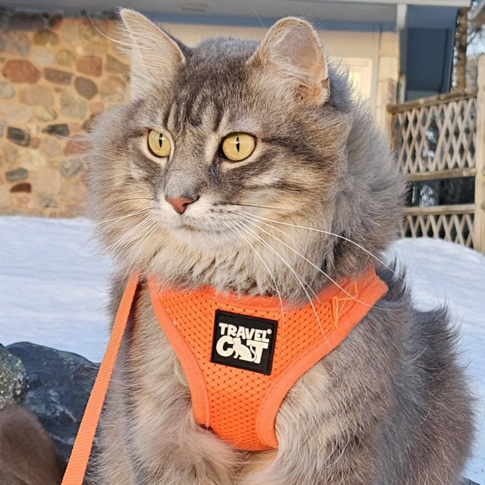 Travel Cat Harness and Leash Set (X-Small / Orange)