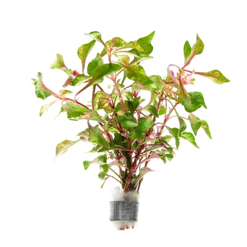 Alternanthera Bettzickiana (Lead Bunch - 1 Pack / Alternanthera Bettzickiana Red)