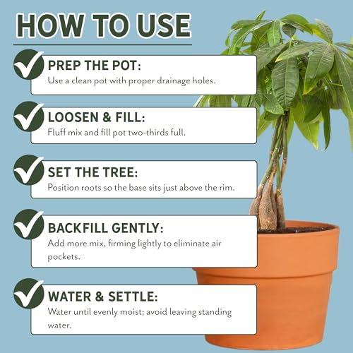 Money Tree Soil (4 Quarts)
