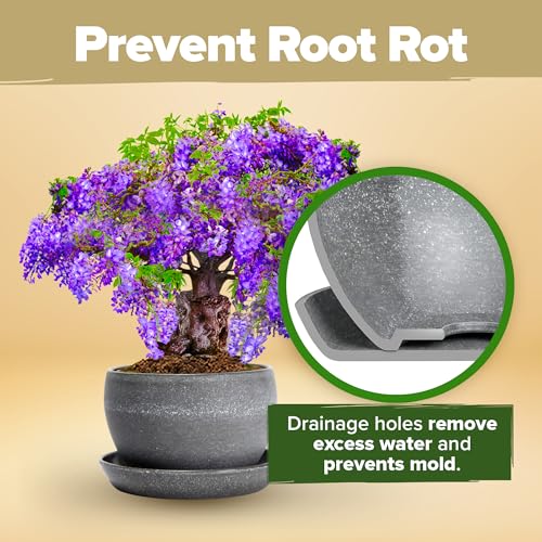 Bonsai Tree Starter Kit