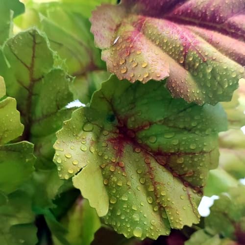 Reptile Plants for Terrarium (Heuchera Micrantha Yellow)