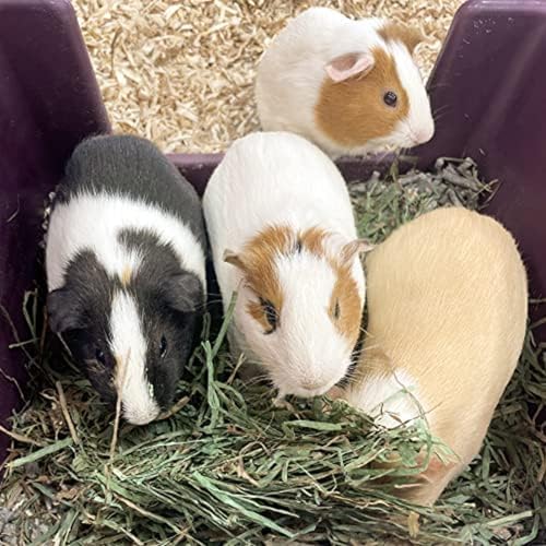 Organic Oat Hay for Small Pets (1.5 Pound (Pack of 1))