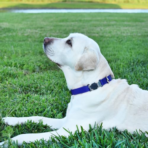 Biothane Waterproof Dog Collar with Herm Sprenger Stainless Steel Quick Release Buckle (W 1" x L 15"-25" / Blueberry Royal)